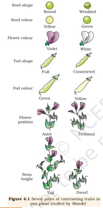 Figure 4.1 Seven pairs of contrasting traits in pea