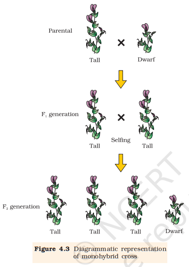 Figure 4.3 Monohybrid cross