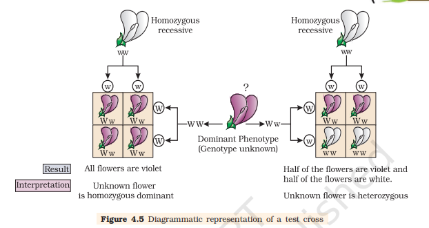 Figure 4.5 A test cross