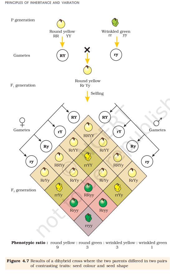 Figure 4.7 Dihybrid cross (seed colour & shape)