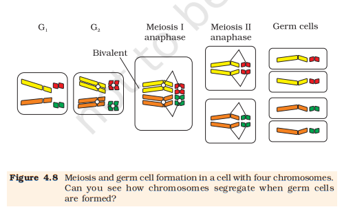 Figure 4.8 Meiosis & germ-cell formation