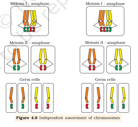Figure 4.9 Independent assortment of chromosomes