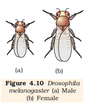 Figure 4.10 Drosophila (a) male (b) female