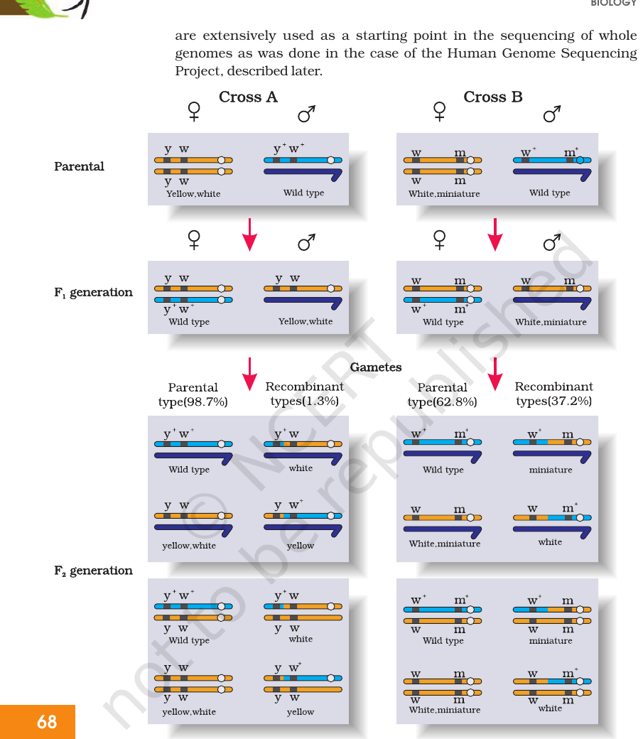 Figure 4.11 Linkage — two dihybrid crosses by Morgan