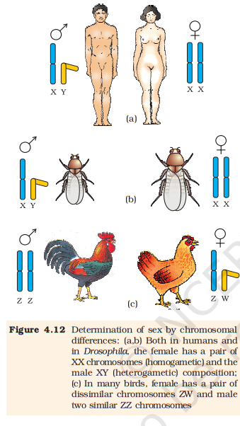 Figure 4.12 Sex determination by chromosomes (human, Drosophila, birds)