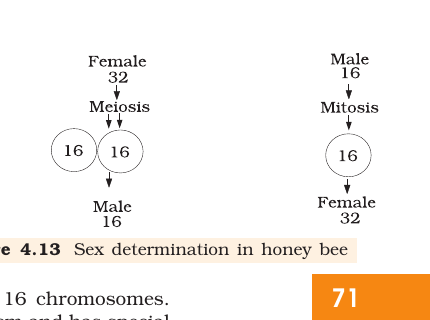 Figure 4.13 Sex determination in honey bee