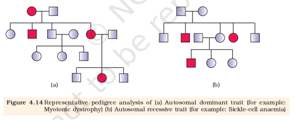 Figure 4.14 Pedigrees: (a) autosomal dominant (b) autosomal recessive