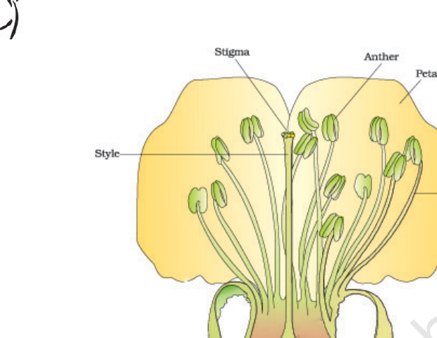Figure 1.1 L.S. of a typical flower