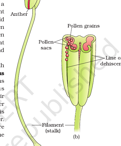 Figure 1.2 (a) A typical stamen; (b) 3-D cut section of an anther