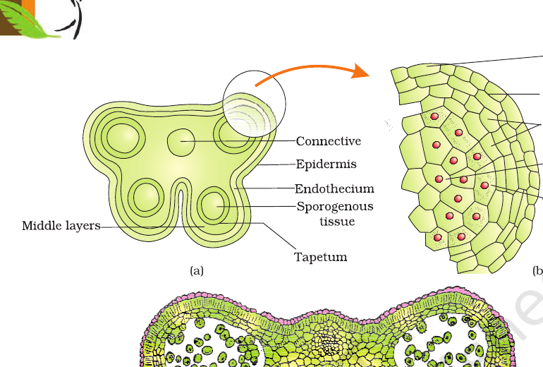 Figure 1.3 (a) T.S. of young anther; (b) one microsporangium; (c) mature dehisced anther