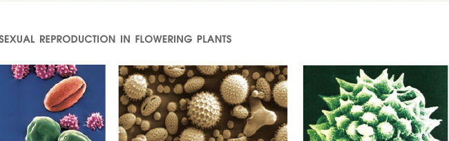 Figure 1.4 SEM of pollen grains