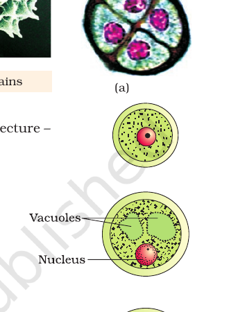 Figure 1.5 Pollen tetrad & microspore maturing into pollen