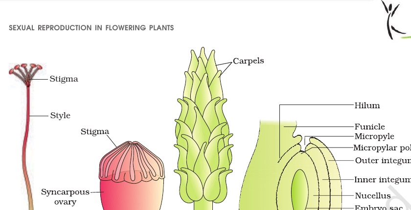 Figure 1.7 Pistil types & a typical anatropous ovule