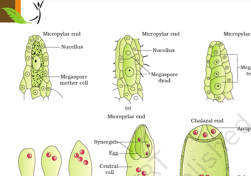 Figure 1.8 Megaspore stages & development of the embryo sac