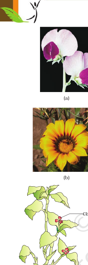 Figure 1.9 Self-, cross- & cleistogamous flowers