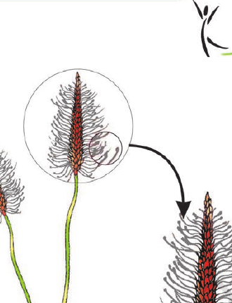 Figure 1.10 A wind-pollinated plant