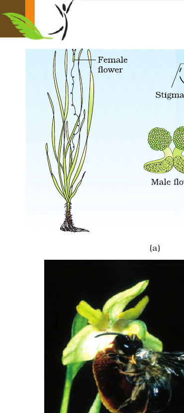 Figure 1.11 Water pollination (Vallisneria) & insect pollination