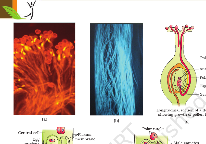 Figure 1.12 Pollen germination, pollen-tube growth & entry into synergid