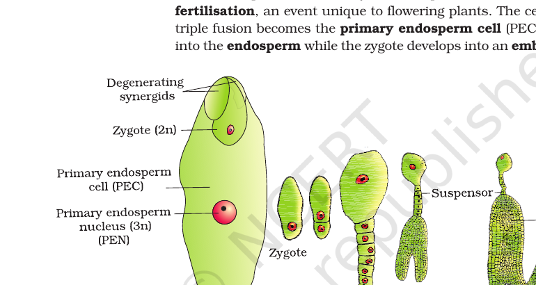 Figure 1.13 Fertilised embryo sac (zygote + PEN) & embryo development