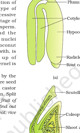 Figure 1.14 (a) Dicot embryo; (b) Monocot (grass) embryo