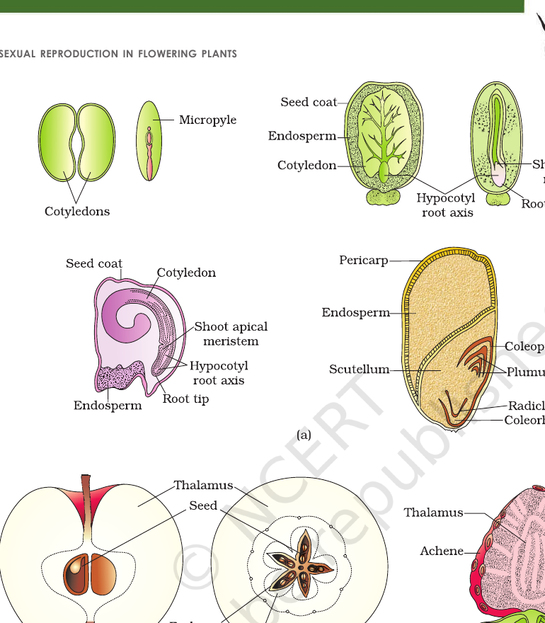 Figure 1.15 Seed structure & false fruits (apple, strawberry)